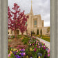 Ogden Tulips