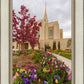 Ogden Tulips