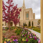 Ogden Tulips