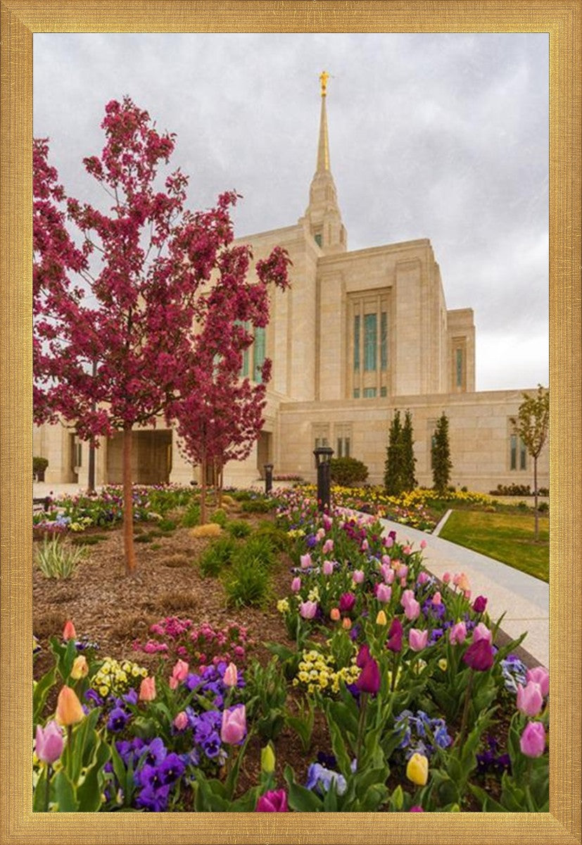 Ogden Tulips