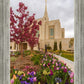 Ogden Tulips