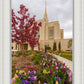 Ogden Tulips
