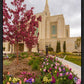 Ogden Tulips