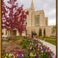 Ogden Tulips