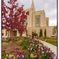 Ogden Tulips