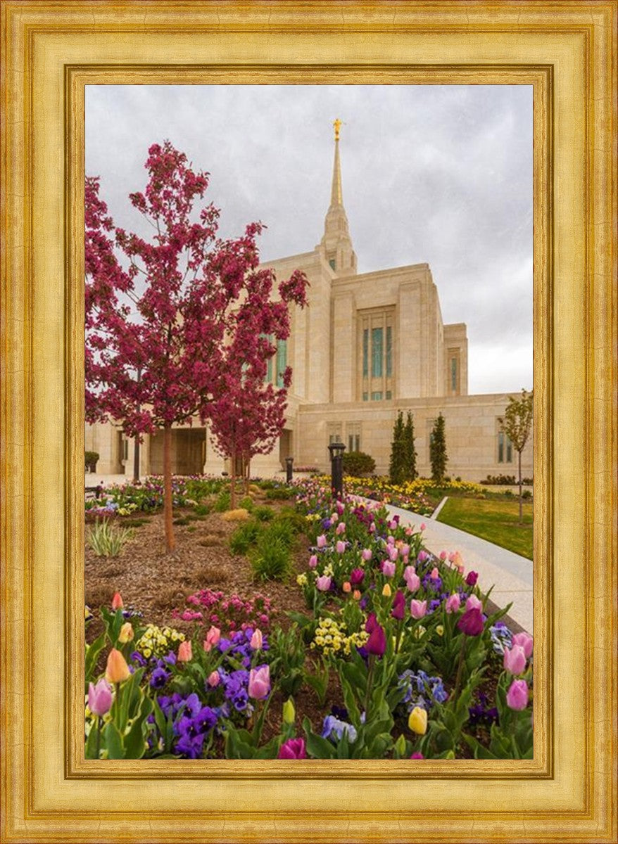 Ogden Tulips