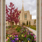 Ogden Tulips