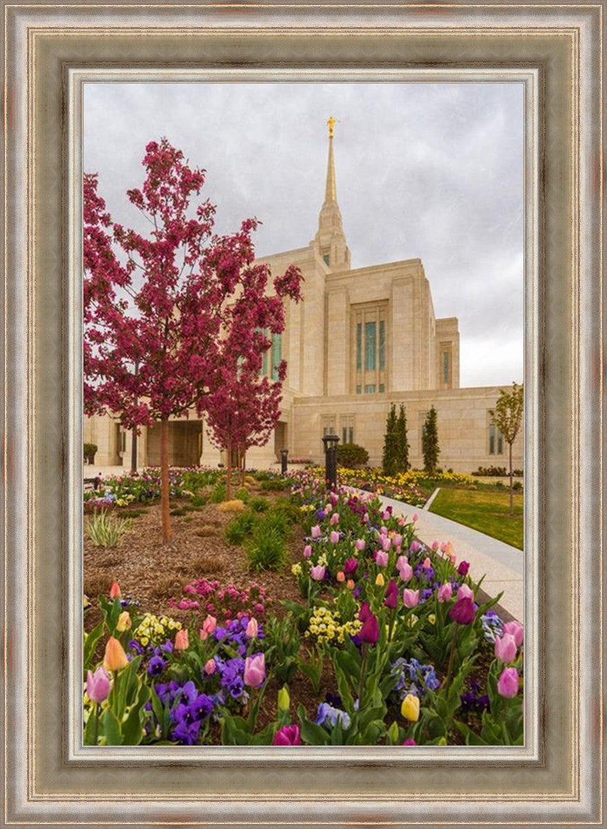 Ogden Tulips