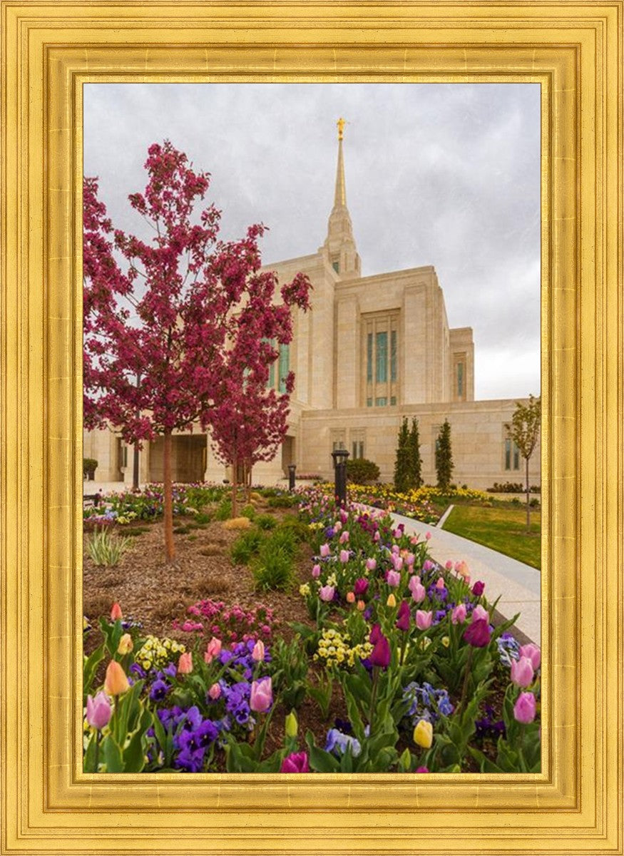 Ogden Tulips