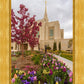 Ogden Tulips