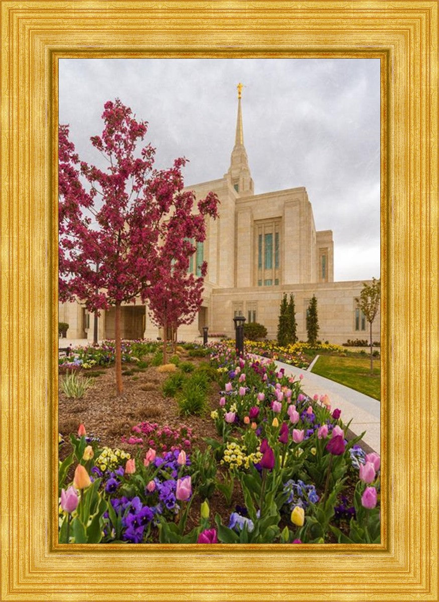 Ogden Tulips