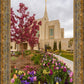 Ogden Tulips