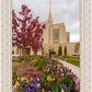 Ogden Tulips
