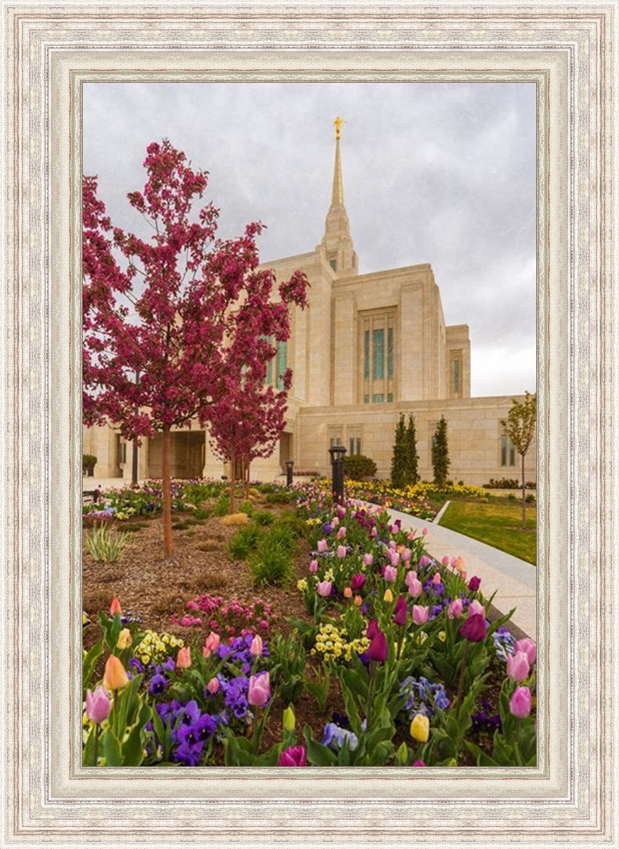 Ogden Tulips