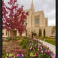Ogden Tulips