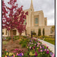 Ogden Tulips