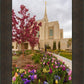 Ogden Tulips