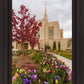 Ogden Tulips