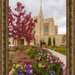 Ogden Tulips