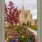 Ogden Tulips