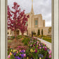 Ogden Tulips