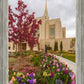 Ogden Tulips