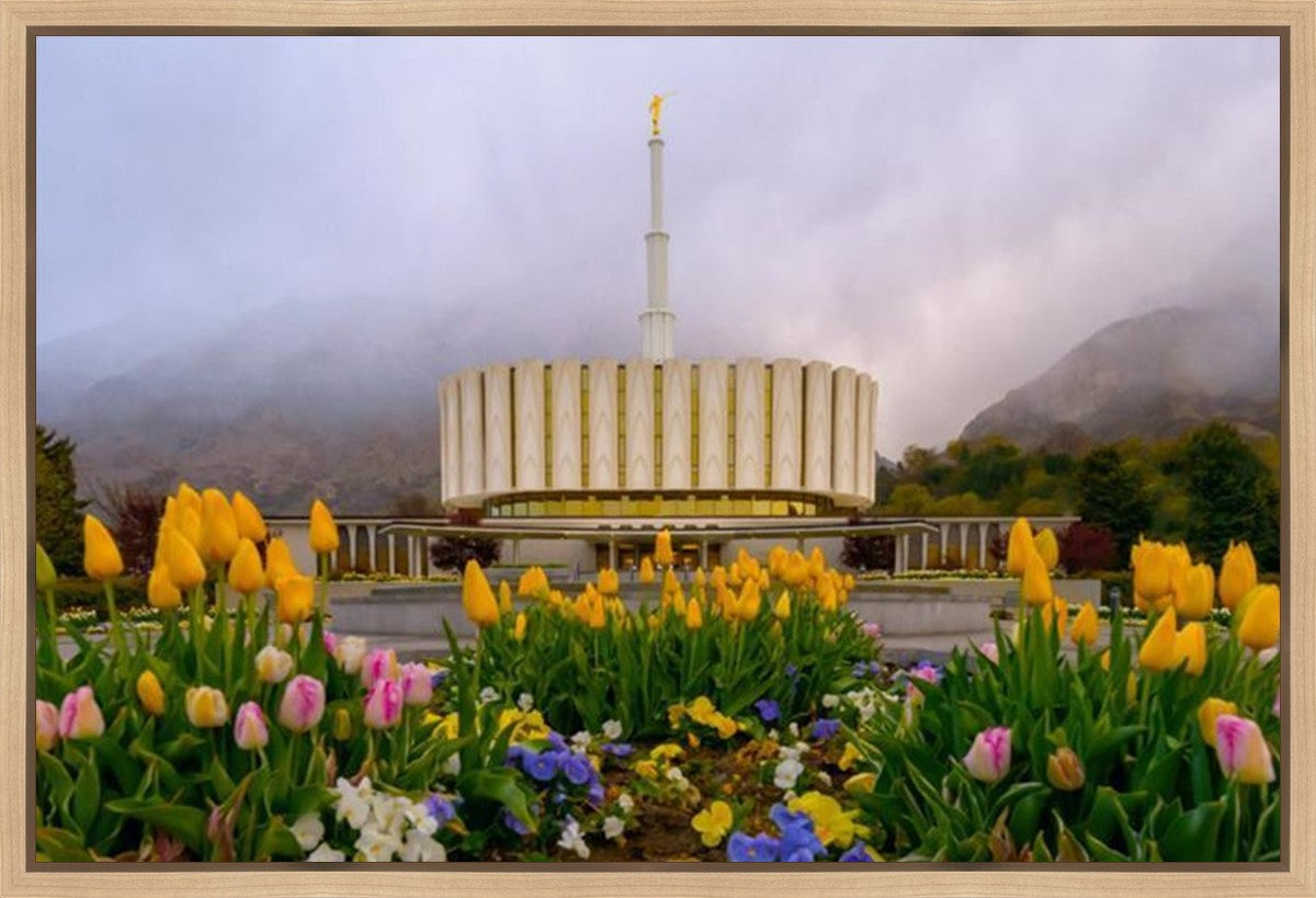 Provo Spring Tulips Gallery Wrap