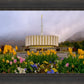 Provo Spring Tulips