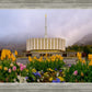 Provo Spring Tulips