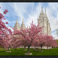 Salt Lake Spring Blossoms