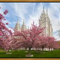 Salt Lake Spring Blossoms