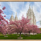 Salt Lake Spring Blossoms