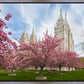 Salt Lake Spring Blossoms