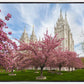 Salt Lake Spring Blossoms