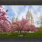 Salt Lake Spring Blossoms