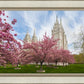Salt Lake Spring Blossoms