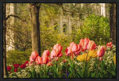 Salt Lake in the Garden