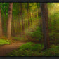 Sacred Grove Gallery Wrap