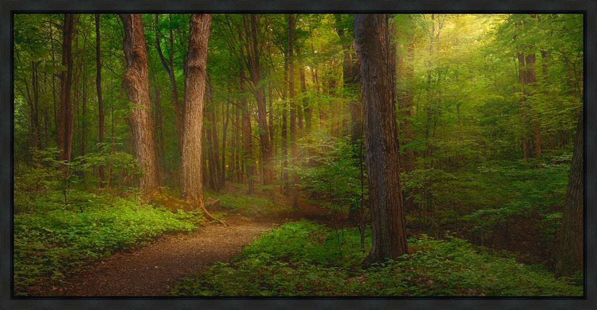 Sacred Grove Gallery Wrap