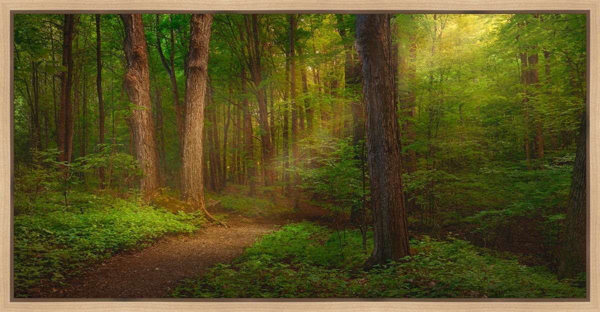 Sacred Grove Gallery Wrap