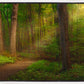 Sacred Grove Gallery Wrap
