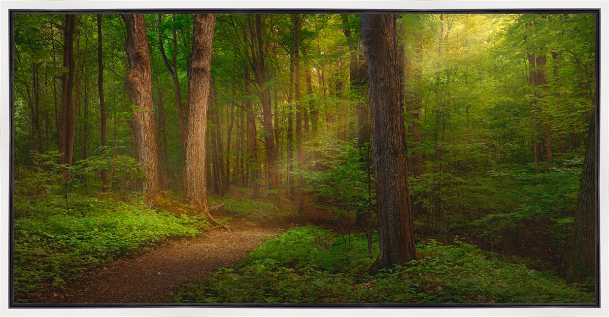 Sacred Grove Gallery Wrap