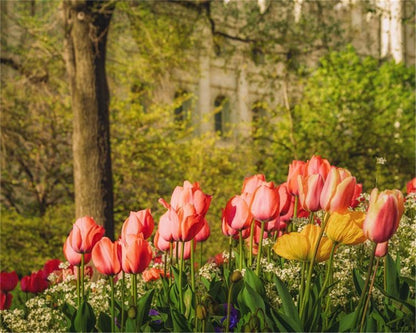 Salt Lake in the Garden