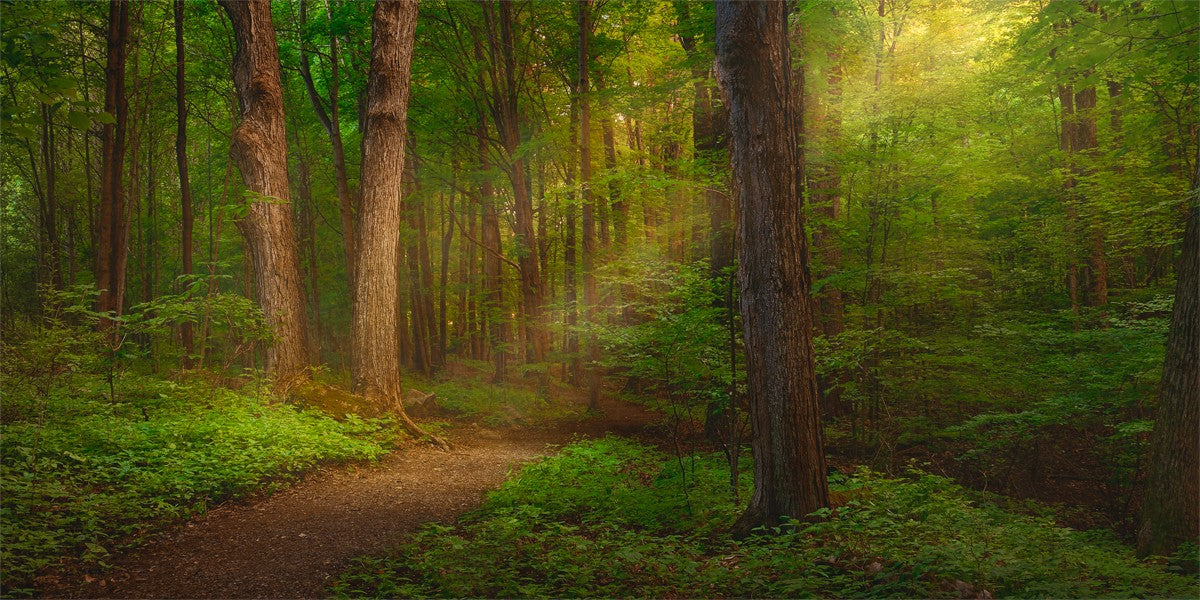 Sacred Grove Gallery Wrap