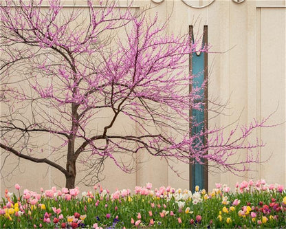 Jordan River Awakening