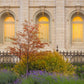 Salt Lake Autumn Detail