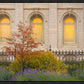 Salt Lake Autumn Detail