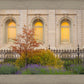 Salt Lake Autumn Detail