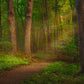 Sacred Grove Gallery Wrap