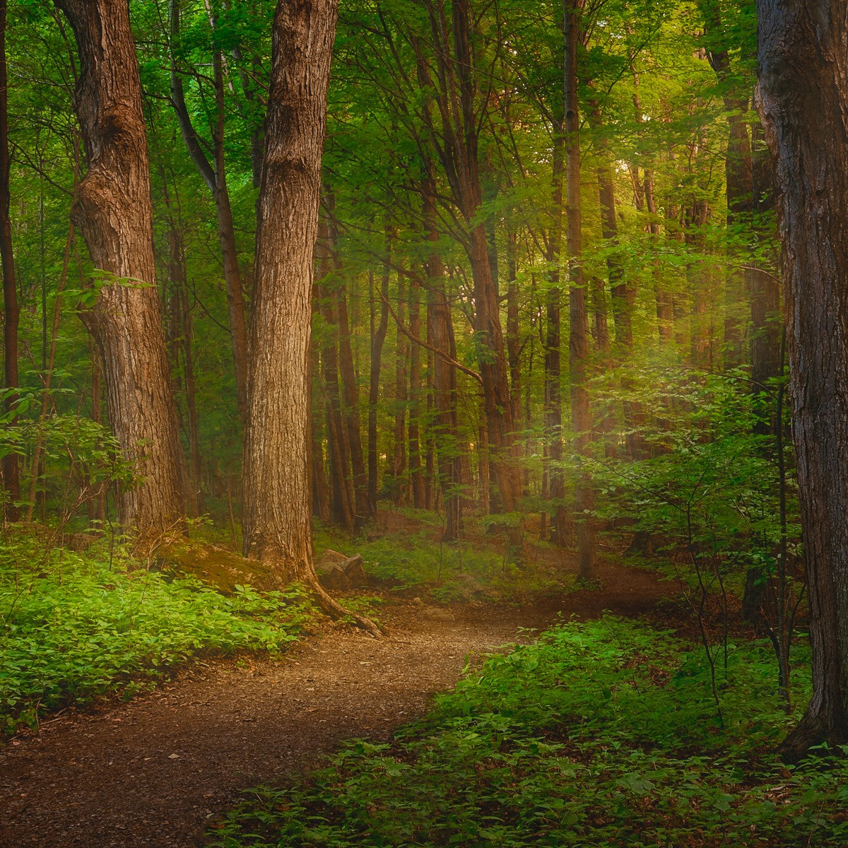 Sacred Grove Gallery Wrap